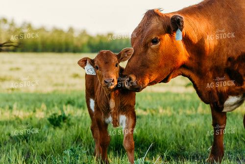 Cow and Calf in Pasture 64251