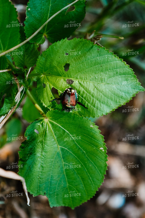 Close Up of June Beetle on Leaf 125104