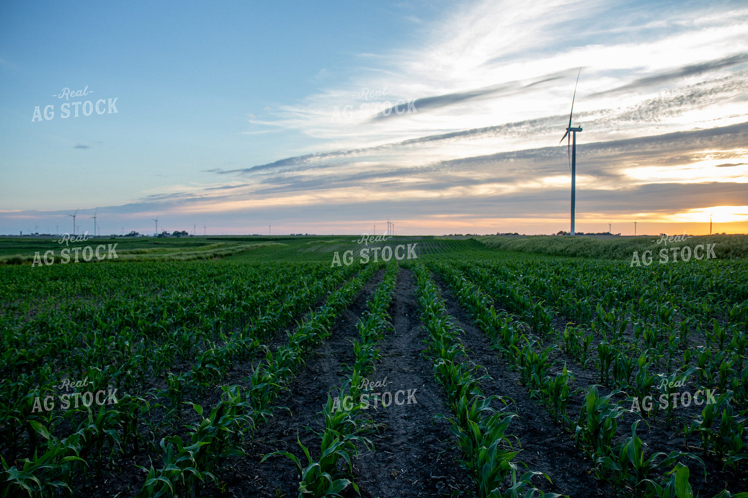 Green Corn Field at Sunset 67248