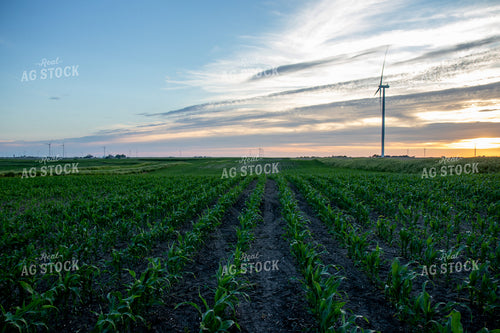 Green Corn Field at Sunset 67248