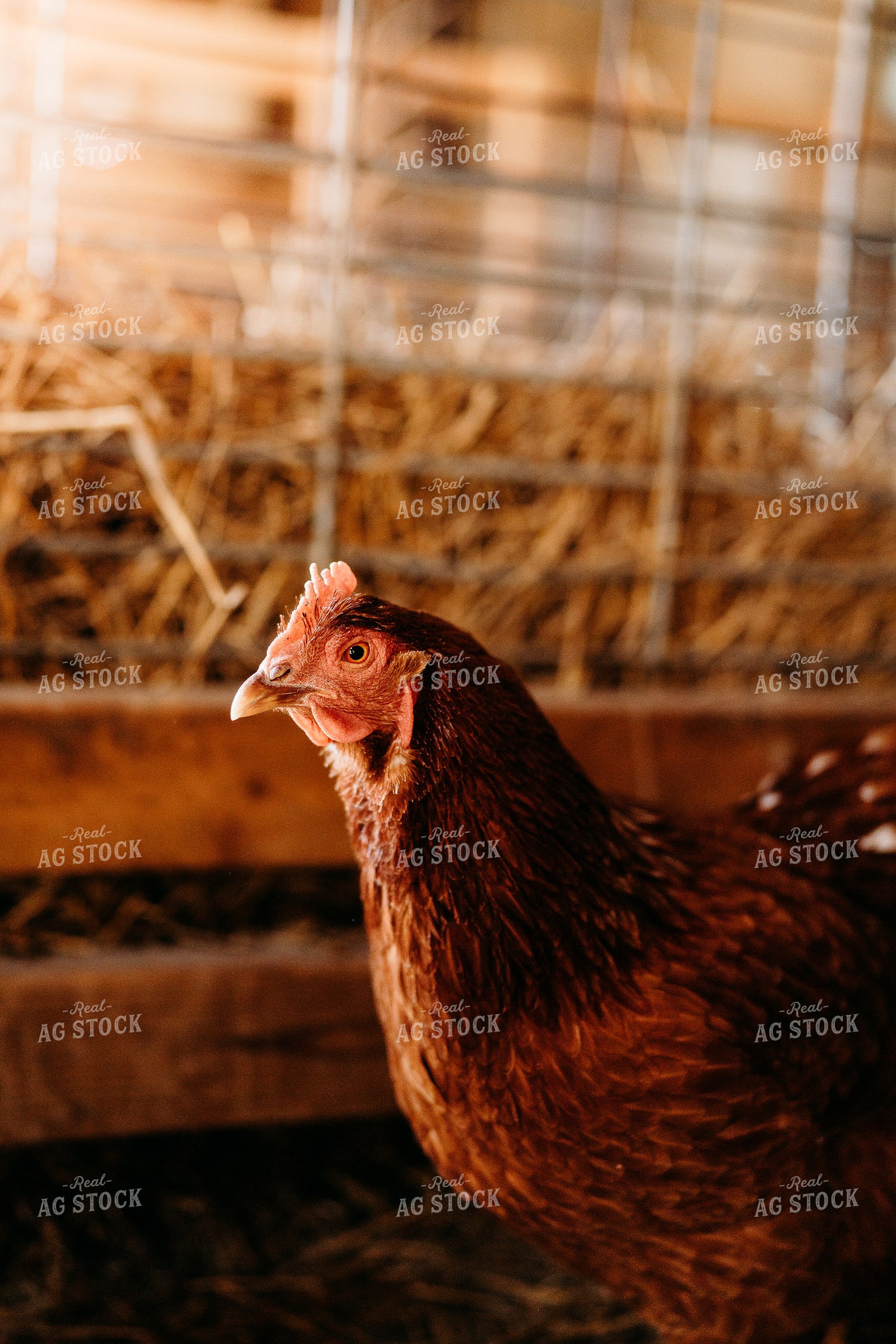 Chicken 196281