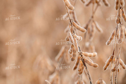 Dried Soybeans 157098