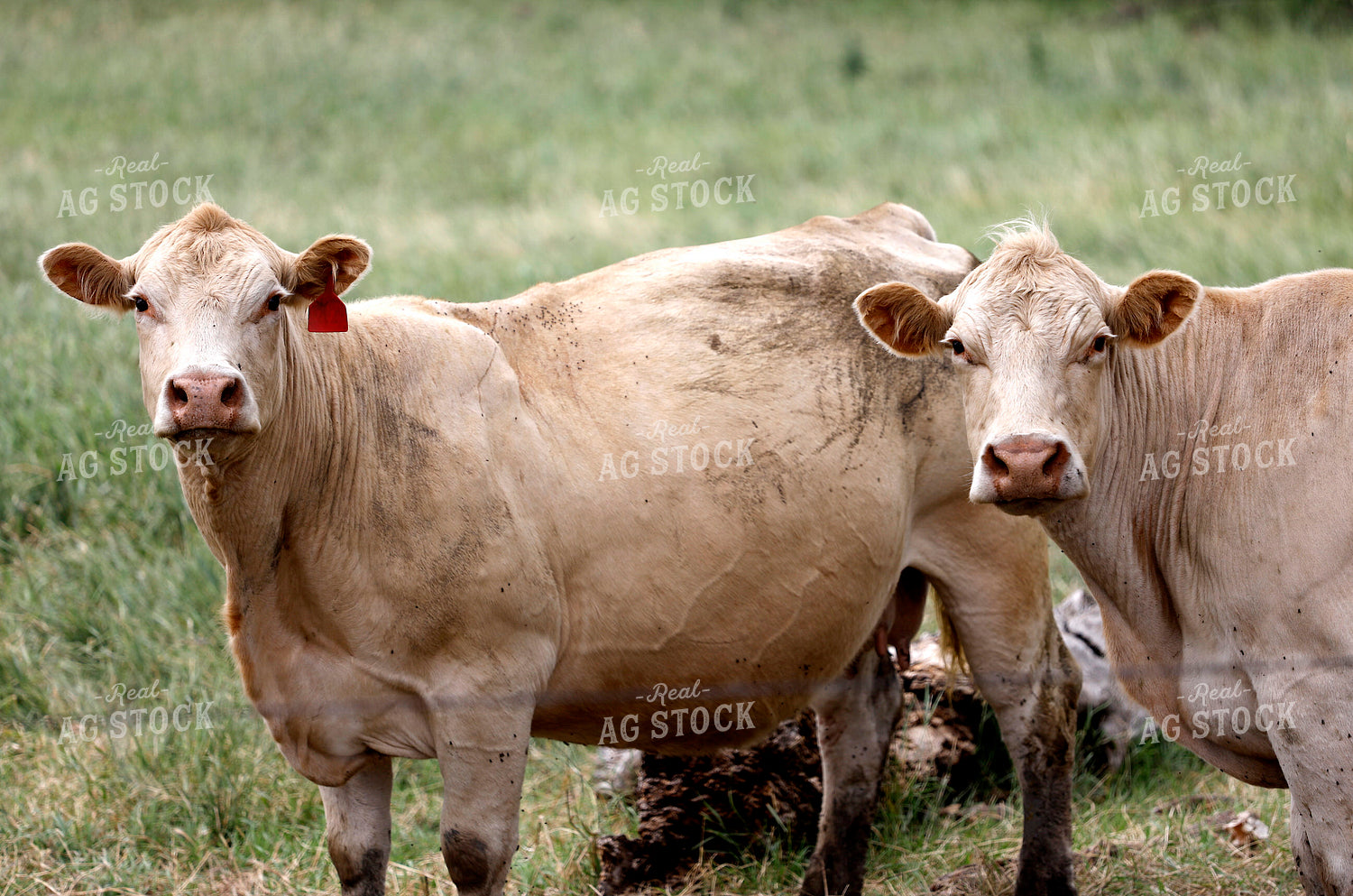 Cattle on Pasture 141585