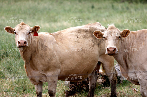 Cattle on Pasture 141585