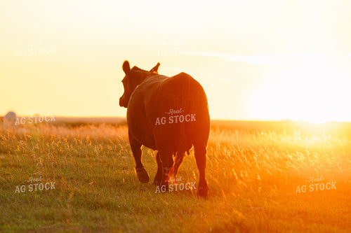 Cattle on Pasture at Sunset 68226
