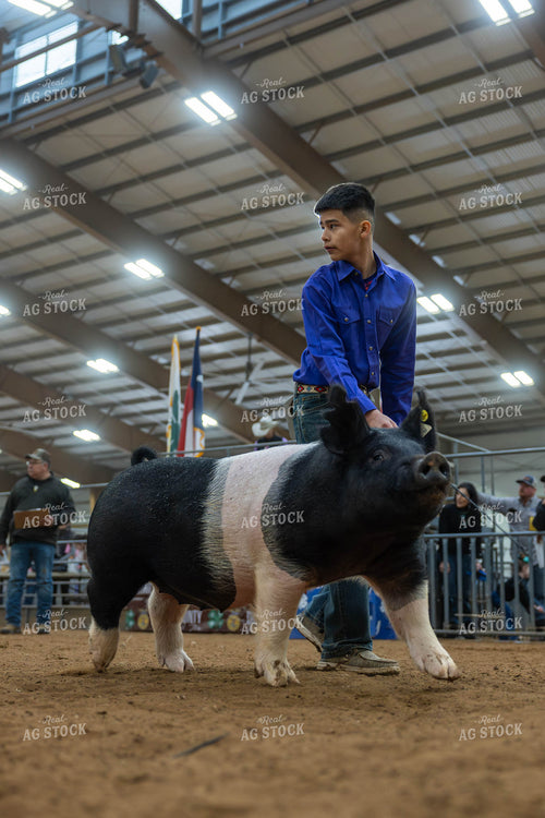 Showing Pigs 98067