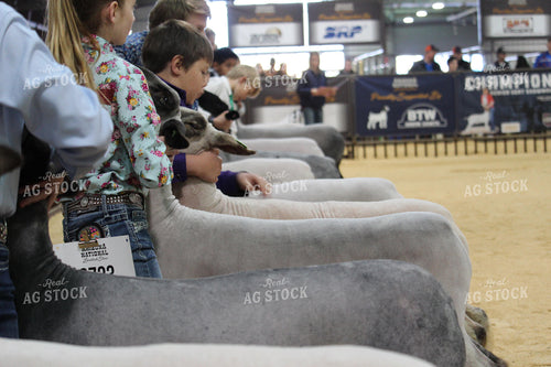 4H Sheep Show 52011