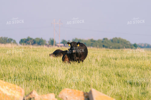 Black Angus Cattle on Pasture 68252