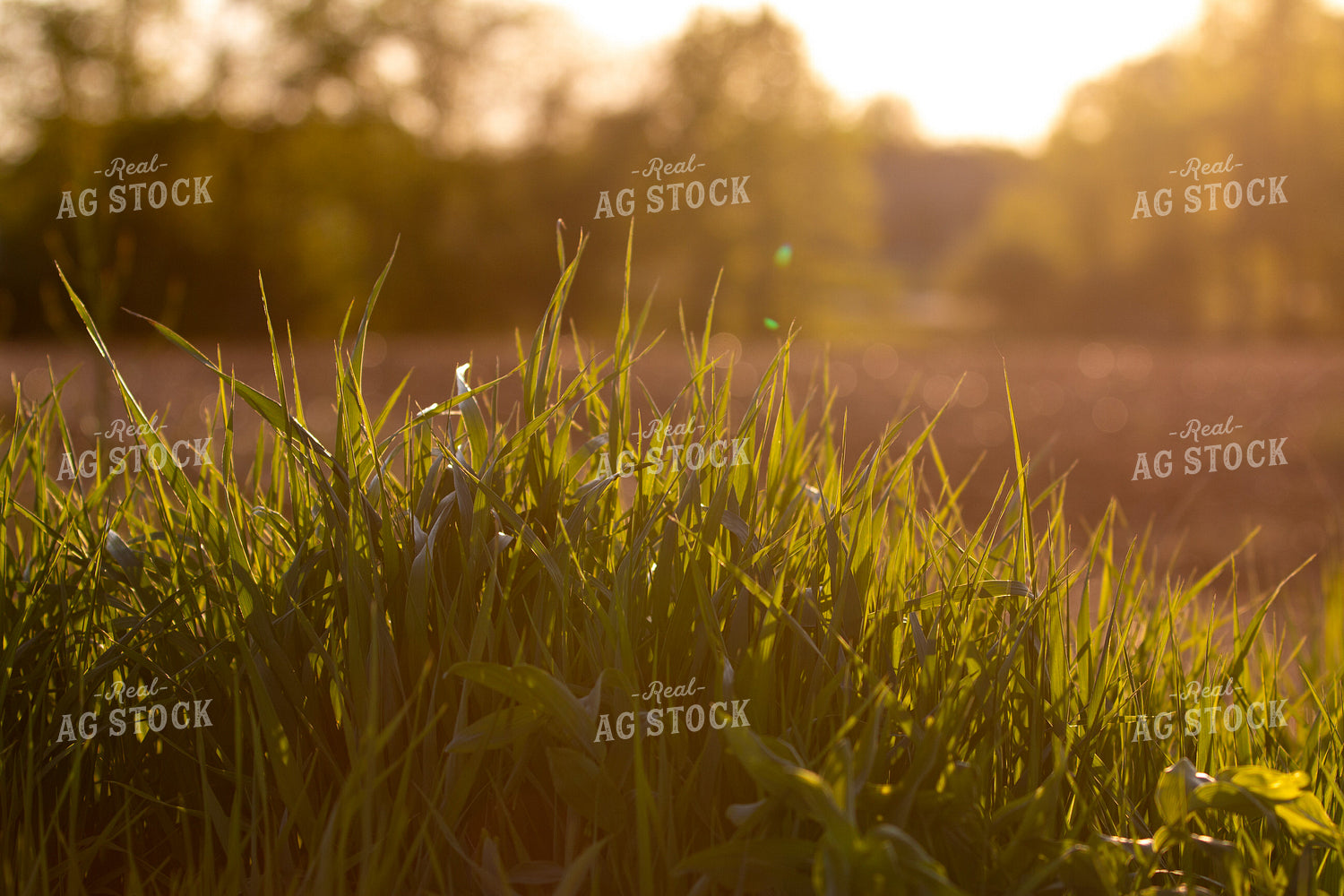 Wheat 157320