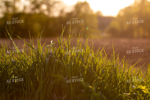 Wheat 157320