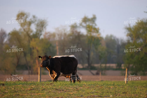 Cattle on Pasture 160308