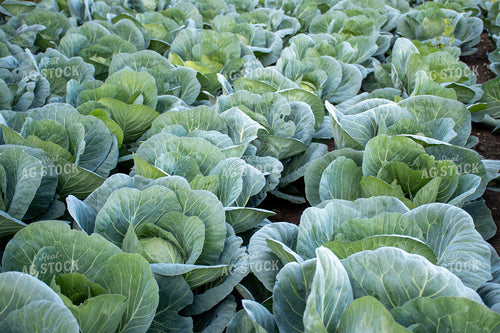 Cabbage Field 50165