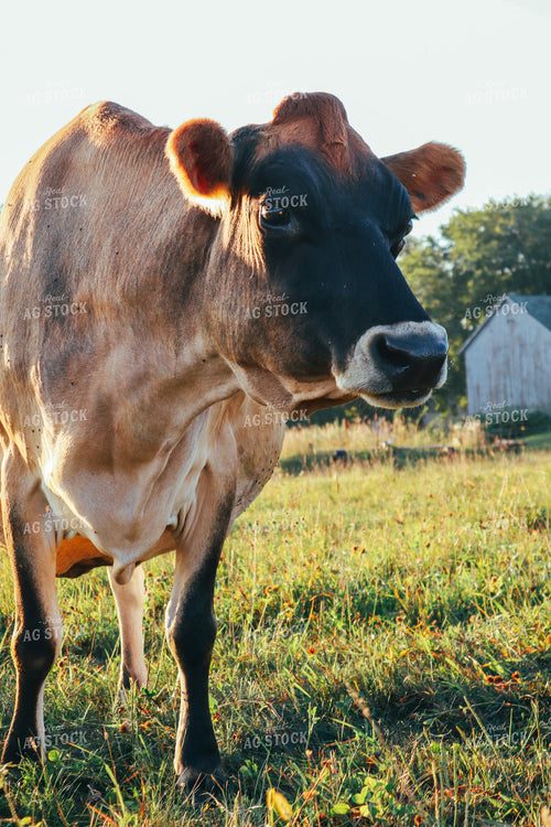 Jersey Cow 173007