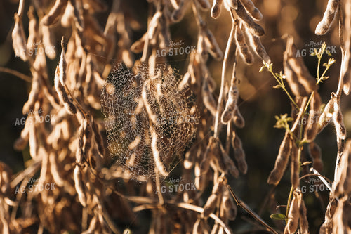 Dried Soybeans with Spider Web 52532