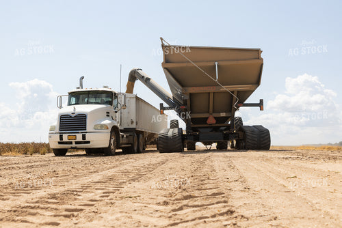 Unloading Rice 79853
