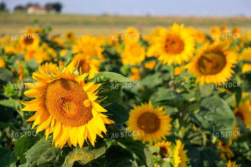 Sunflowers 60053