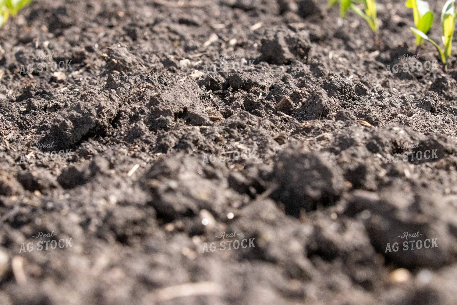 Soil 257015