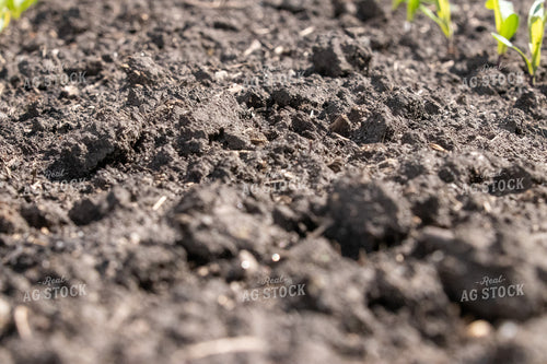 Soil 257015