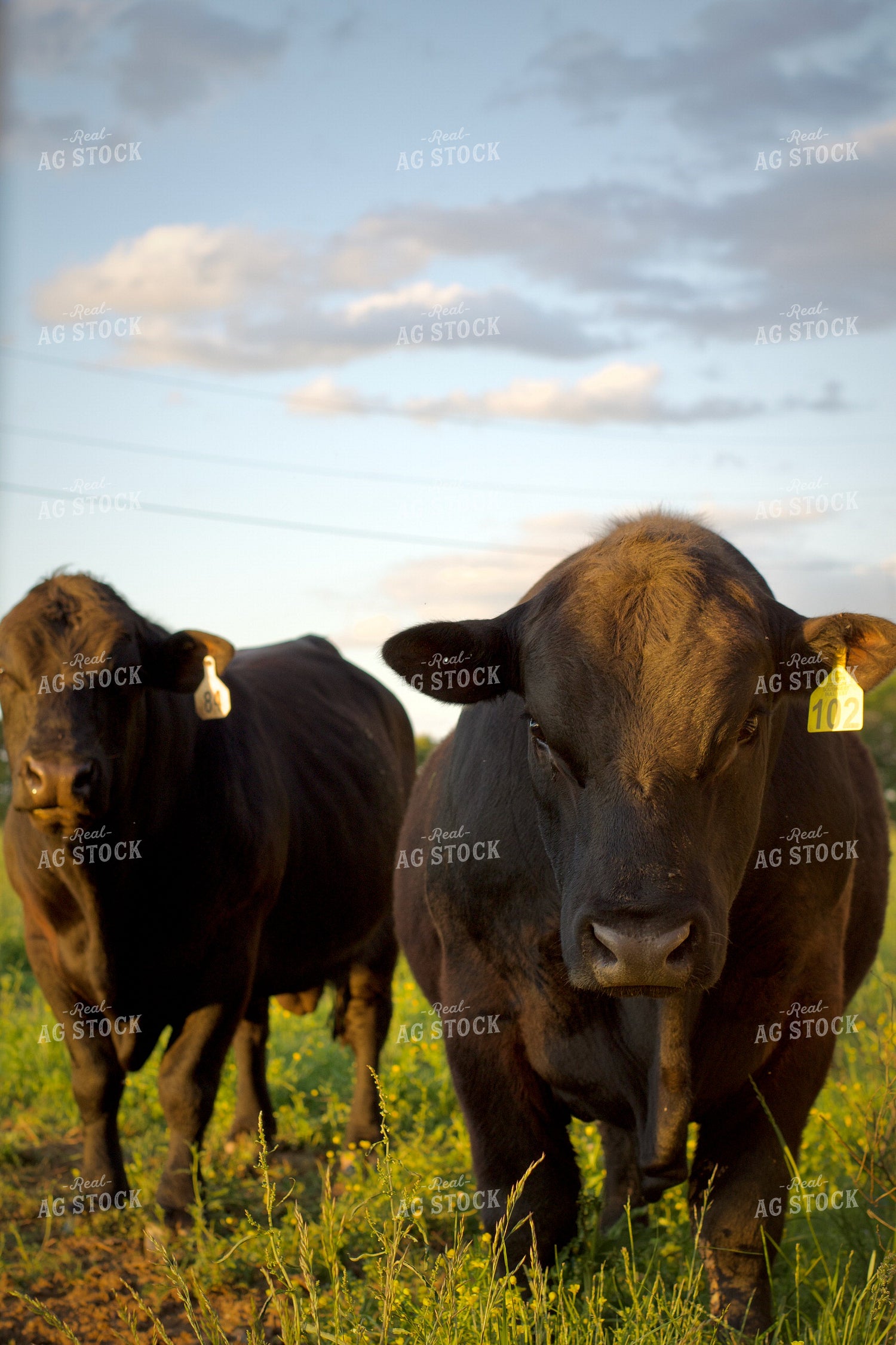 Angus Bulls on Pasture 251142