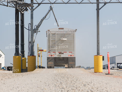 Unloading Grain at Elevator 79825