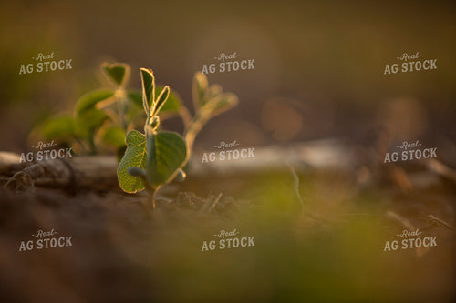 Soybeans - Mid-Season 1469