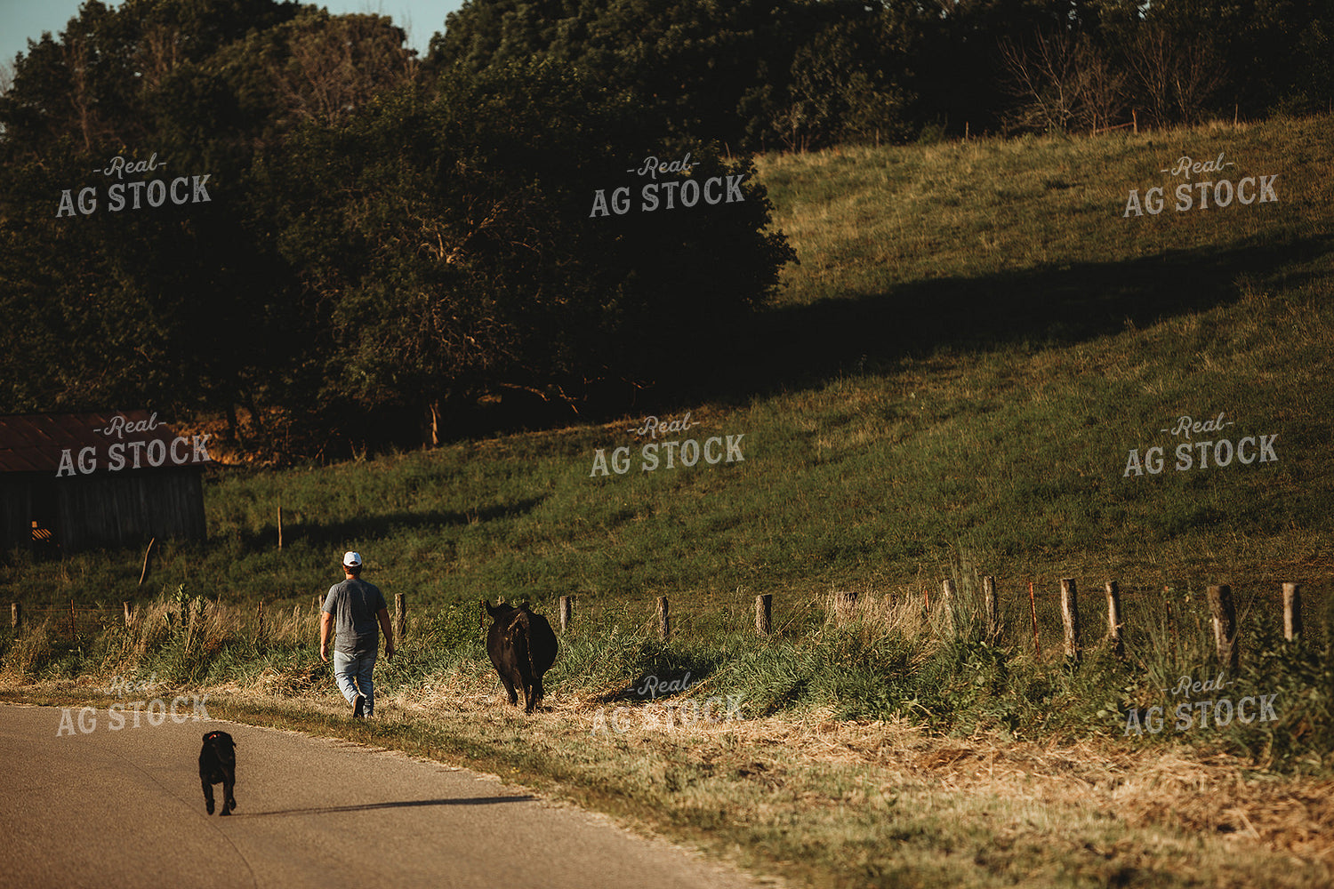 Farmer with Cow and Dog 3156