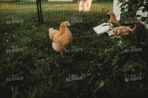 Adolescent Chickens 4298