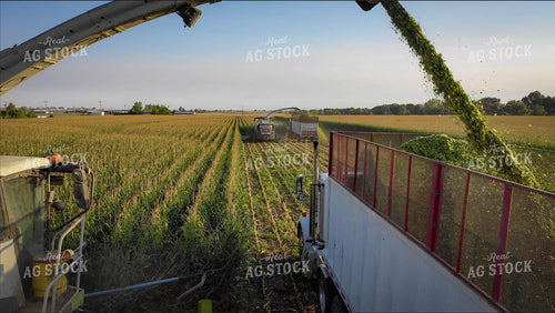 Silage Harvest 56147