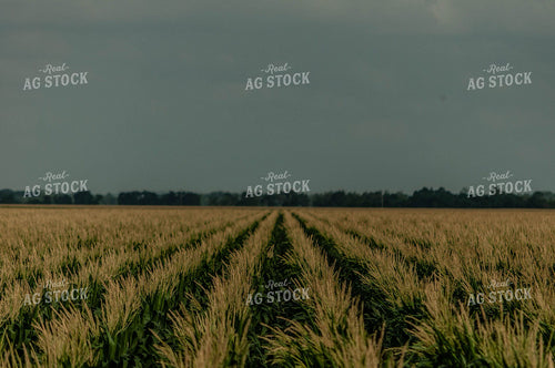 Corn Tassels 59039