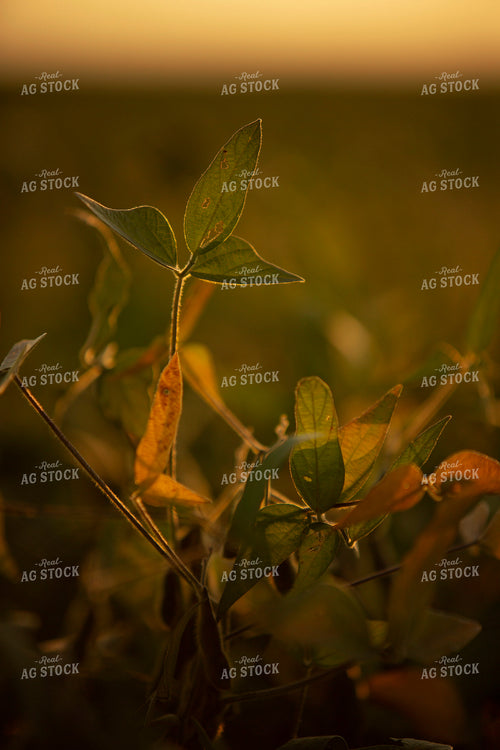 Soybeans - Mid-Season 2395