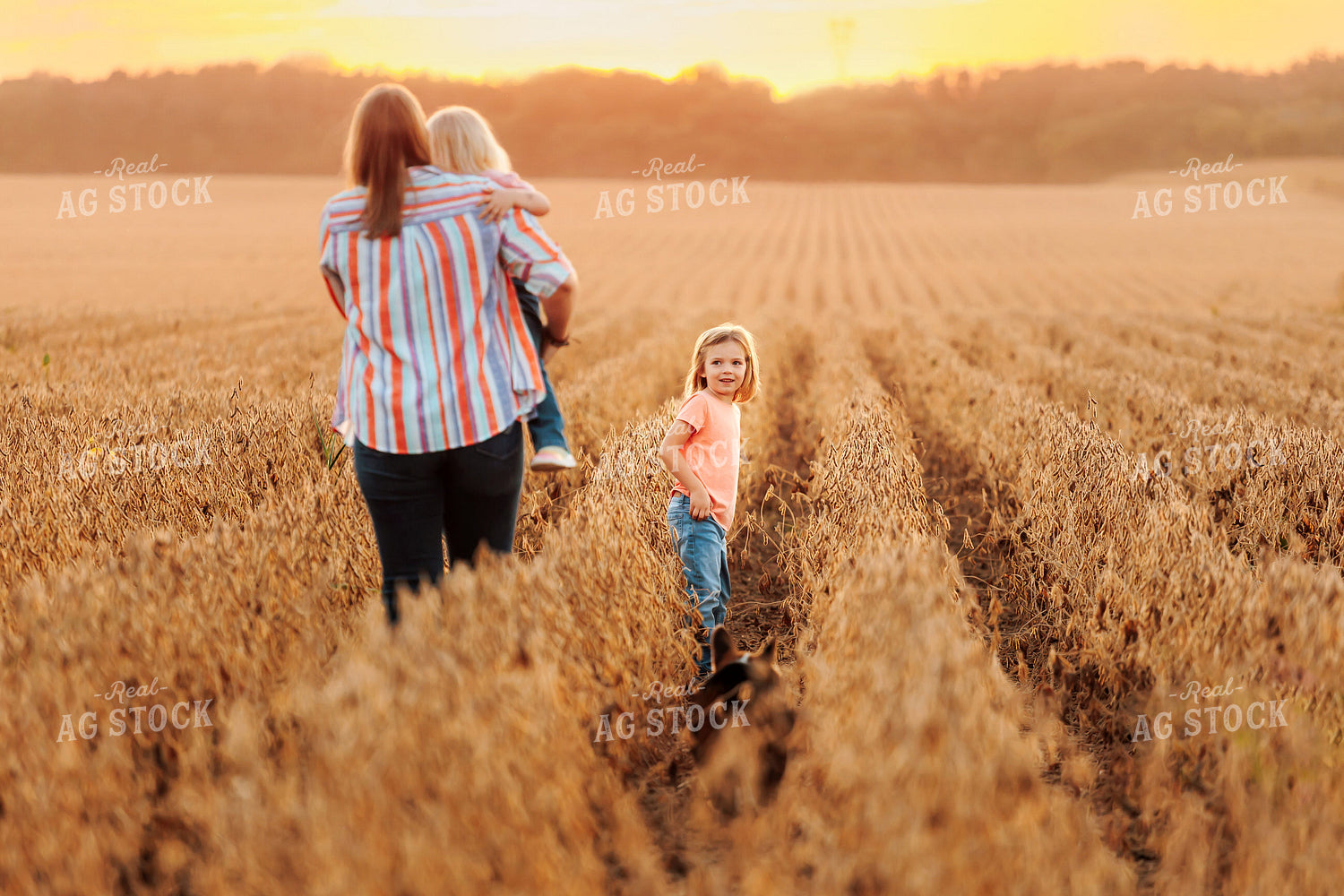 Farm Family in Dried Soybean Field at Sunset 161187