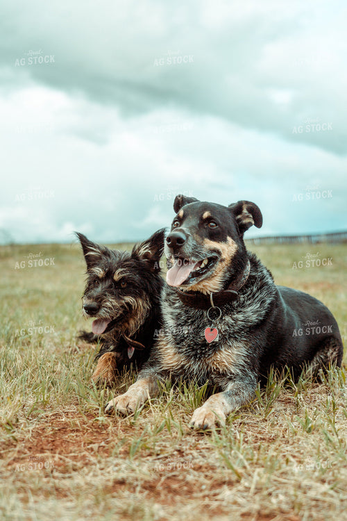 Ranch Dogs in Pasture 58075