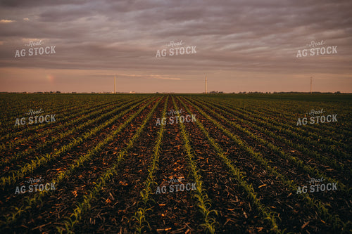 Rows of Early Stage Corn at Sunset 4321