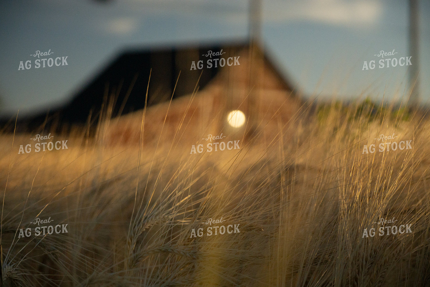 Scenic Grassland 148041