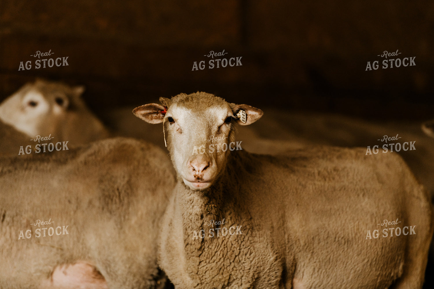 Sheep in Barn 68139