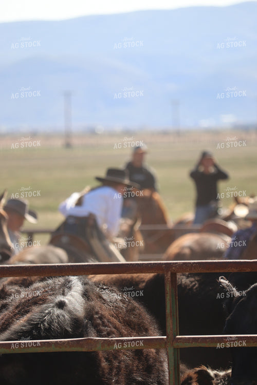 Working Cattle 102123