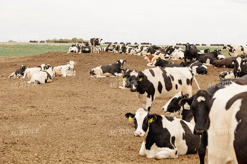 Holstein Cattle 114033