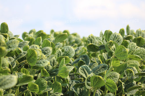 Midseason Soybeans 82147