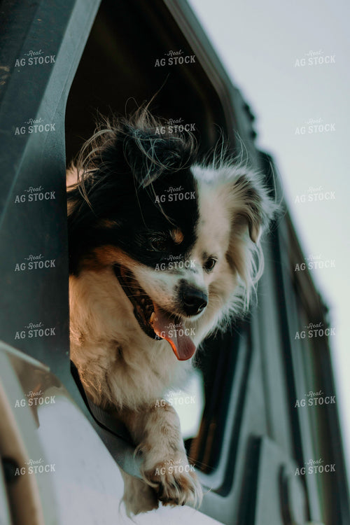 Dog in Vehicle 108006