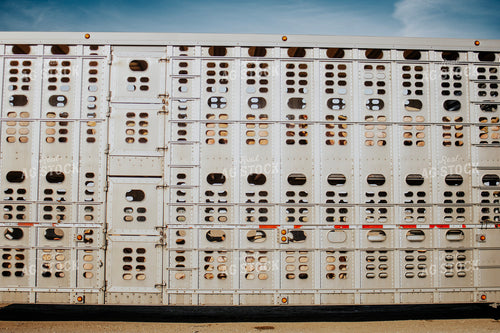 Pigs in Livestock Trailer 289036