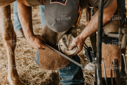Farrier Shoeing Horses 52428