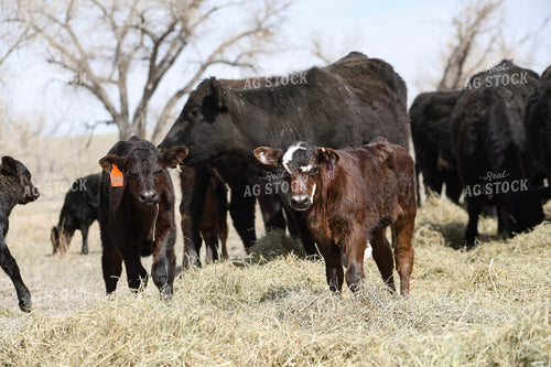 Angus Cow Calf Pairs Eating Hay 117219