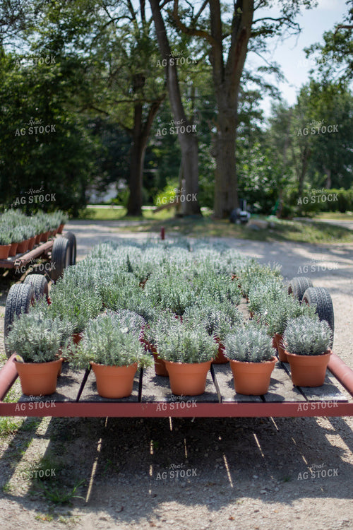 Plants on Trailer 93084
