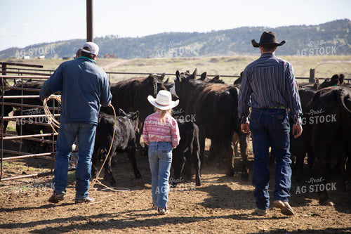 Working Cattle 117305