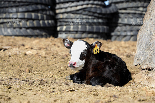 White Faced Calf 117168
