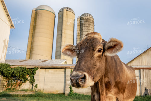 Brown Swiss Cow 270327
