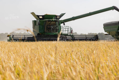 Rice Harvest 79714