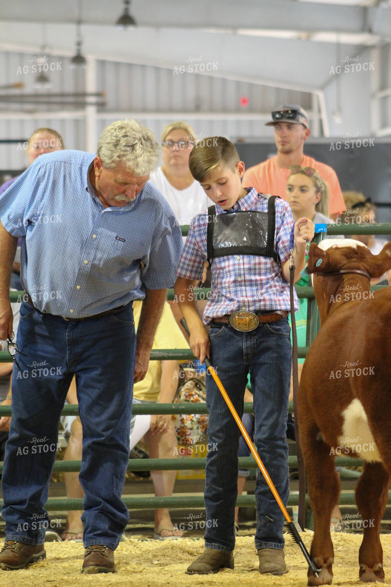 4H Show Cattle 52000
