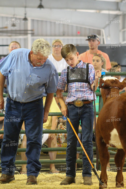 4H Show Cattle 52000