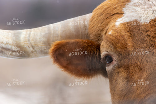 Longhorn Cattle 162004